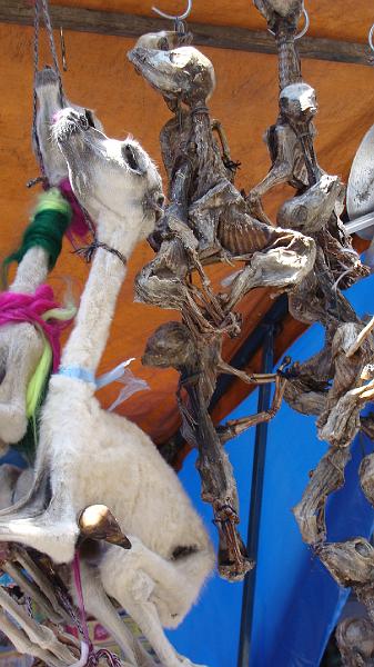 La Paz Steves (30).JPG